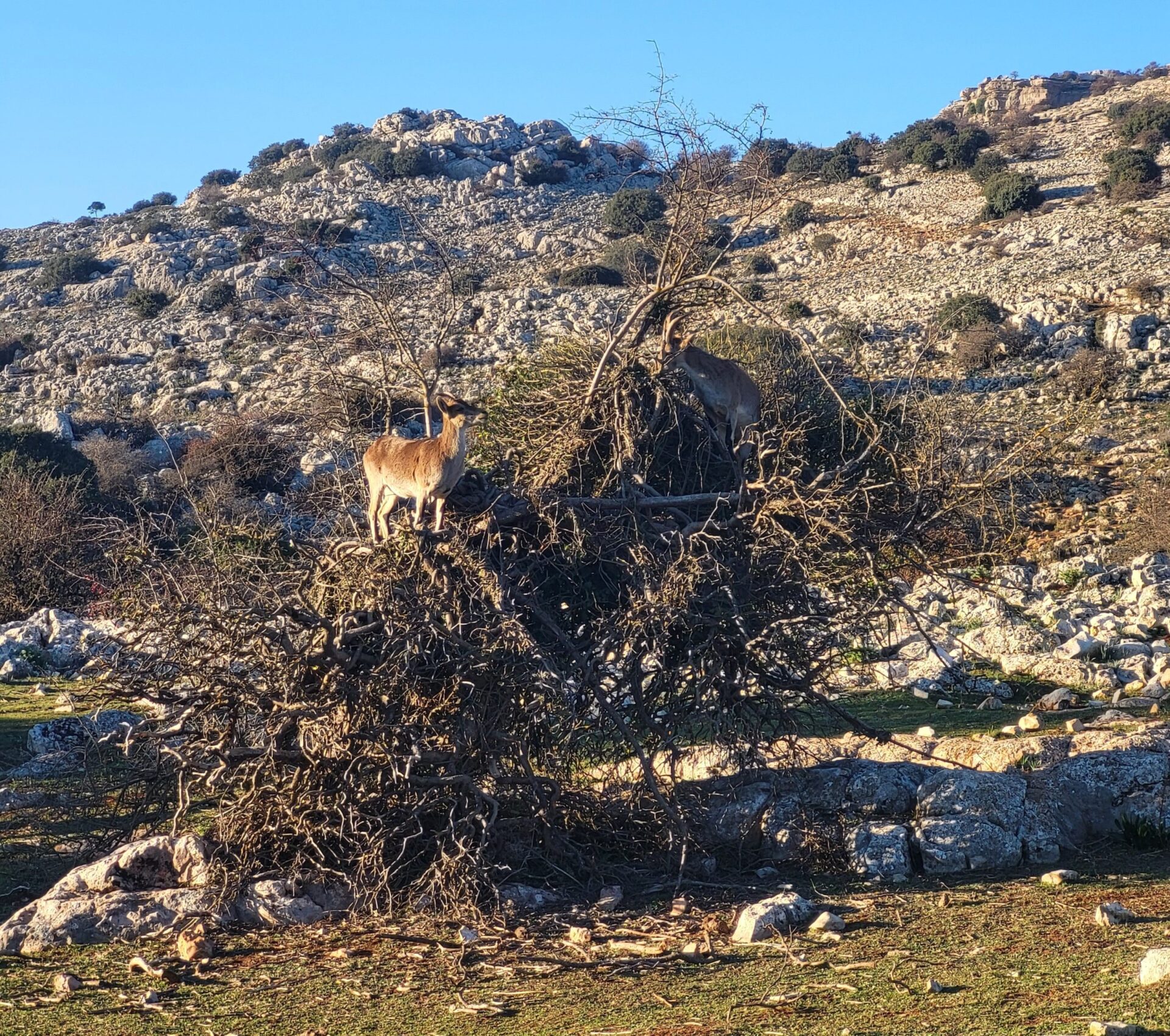 Cabra montés en un árbol