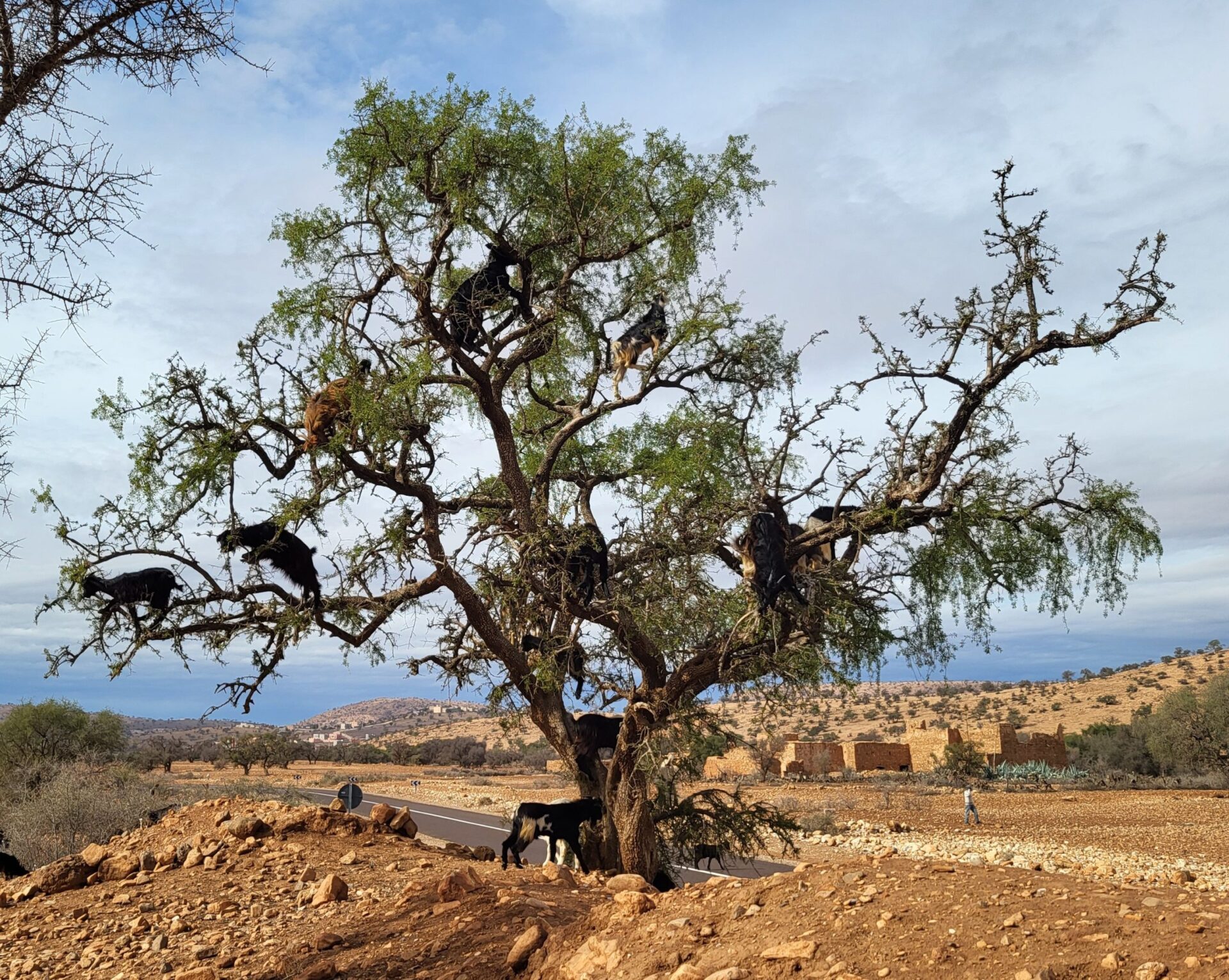 Cabras subidas a un árbol de argán